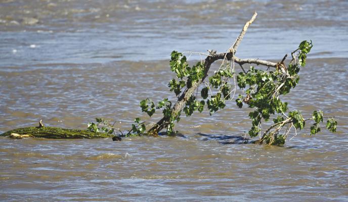 HEAVY RAINS in late June caused trees along the west bank of the Middle Loup River south of St. Paul to fall into the river after the high water eroded the bank. Photo by Michael Happ
