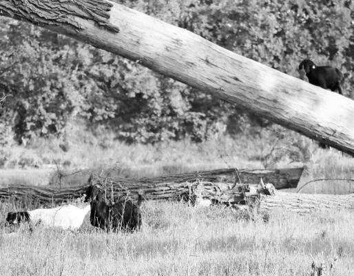 THE DOG DAYS OF SUMMER don’t seem to have had much of an impact of Cottonwood Park’s resident goats, who could be seen casually grazing on their island home during a mild afternoon earlier this week. Photo by Michael Rother