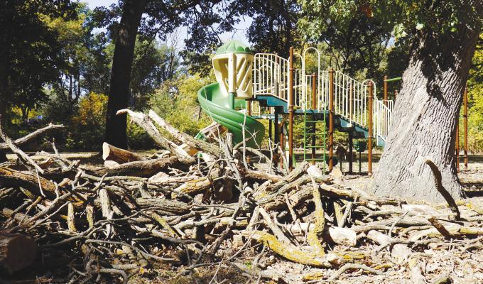 CUT-UP BRANCHES lie piled before the playground equipment in the Dannebrog Park earlier this week. The pile is composed of deadfall and material carved off of the trees by Meyers Tree Service. Trees damaged in the 2019 bomb cyclone began dropping branches in early September. Photo by Michael Rother
