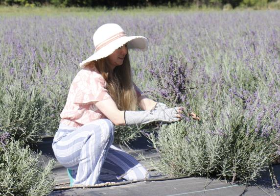 lavender