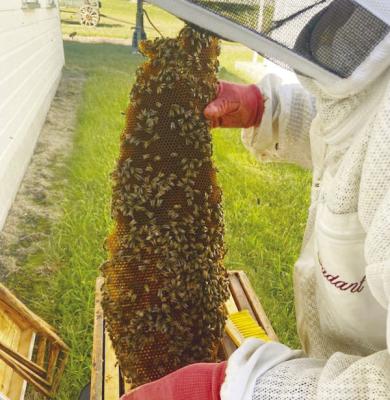 TERRY AND BARB DVORAK of Wolbach recently removed bee comb and honey bees from the school building at the Howard County Historical Village. Courtesy Photo