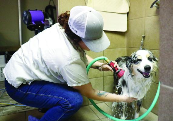 JORDAN NORMAN is pictured providing a wash to one of her clients on Tuesday morning. Norman, who recently purchased Tabitha’s Pet Salon and rechristened it as Pups n’ Suds Spa, estimates that she serves between 300 to 400 clients. (Courtney Leth)