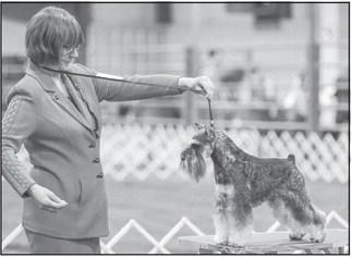 Jensen and Terriers Compete