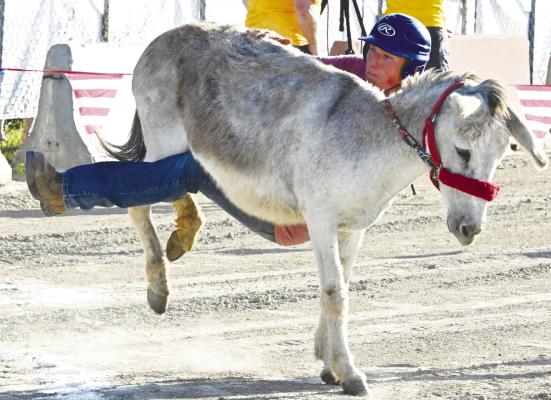 COLE BRUS attempts to keep ahold of his donkey during donkey baseball last Tuesday night at the Howard County Fair. The event was a hit, with four teams participating in two games.